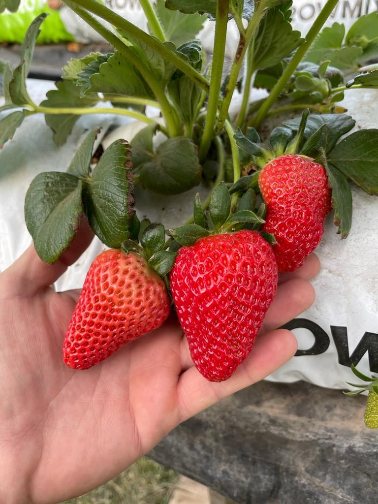 Las frutillas que cultiva Sebastián Sampirisi junto a su familia.