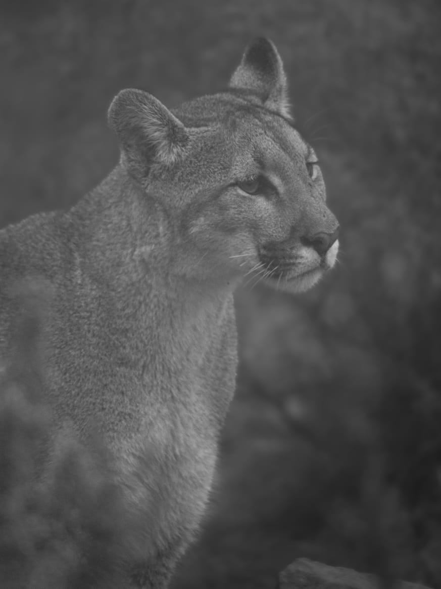 Las impactantes fotos de toda una familia de pumas en Villavicencio, tomadas hace un mes. Foto: Martín Pérez - Guardaparque Reserva Villavicencio