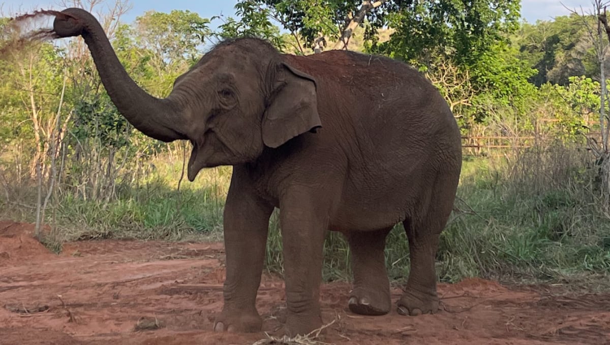 A 2 años del traslado de la elefanta Guillermina a Brasil: así está hoy y la tierna foto cuando apenas nació. Foto: Instagram @sanctuary4elephants