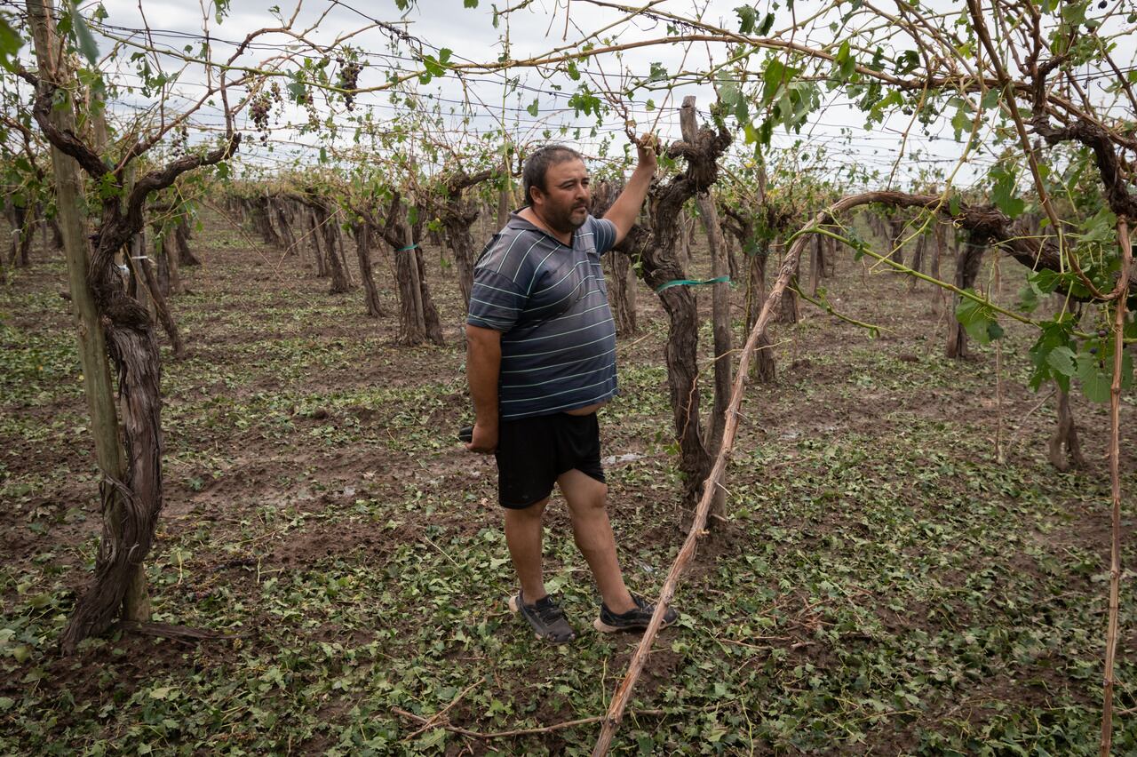 “Nunca en mi vida vi algo así, ¡lo perdí todo!”: el dolor de los productores afectados por el granizo. El contratista Héctor Álvarez recorre sin consuelo el viñedo destruido. Foto: Ignacio Blanco / Los Andes 