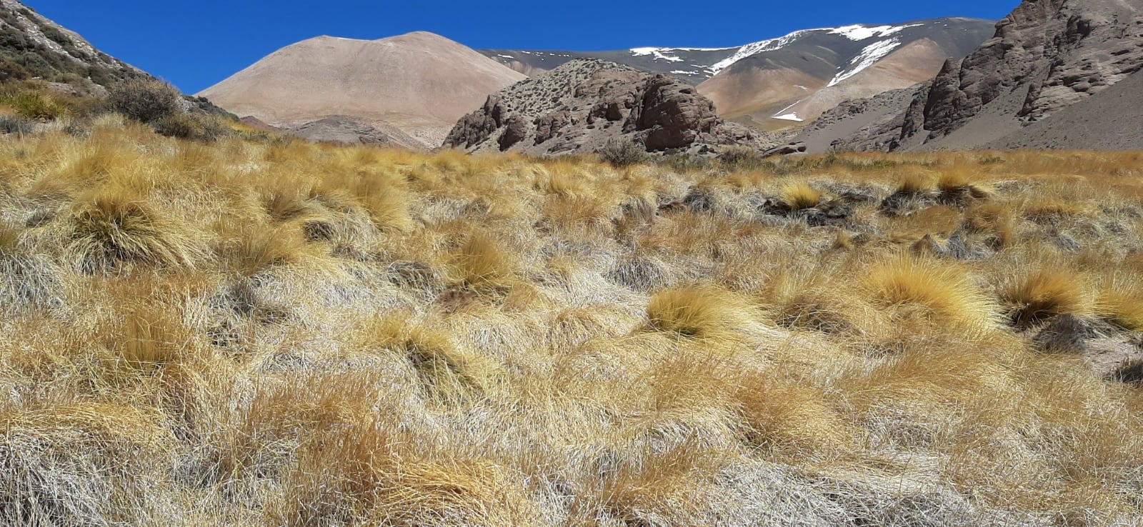 Una imagen del ambiente de los alrededores de Laguna Brava, en la provincia de La Rioja, donde vive el tuco tuco de Eileen. Foto: Gentileza