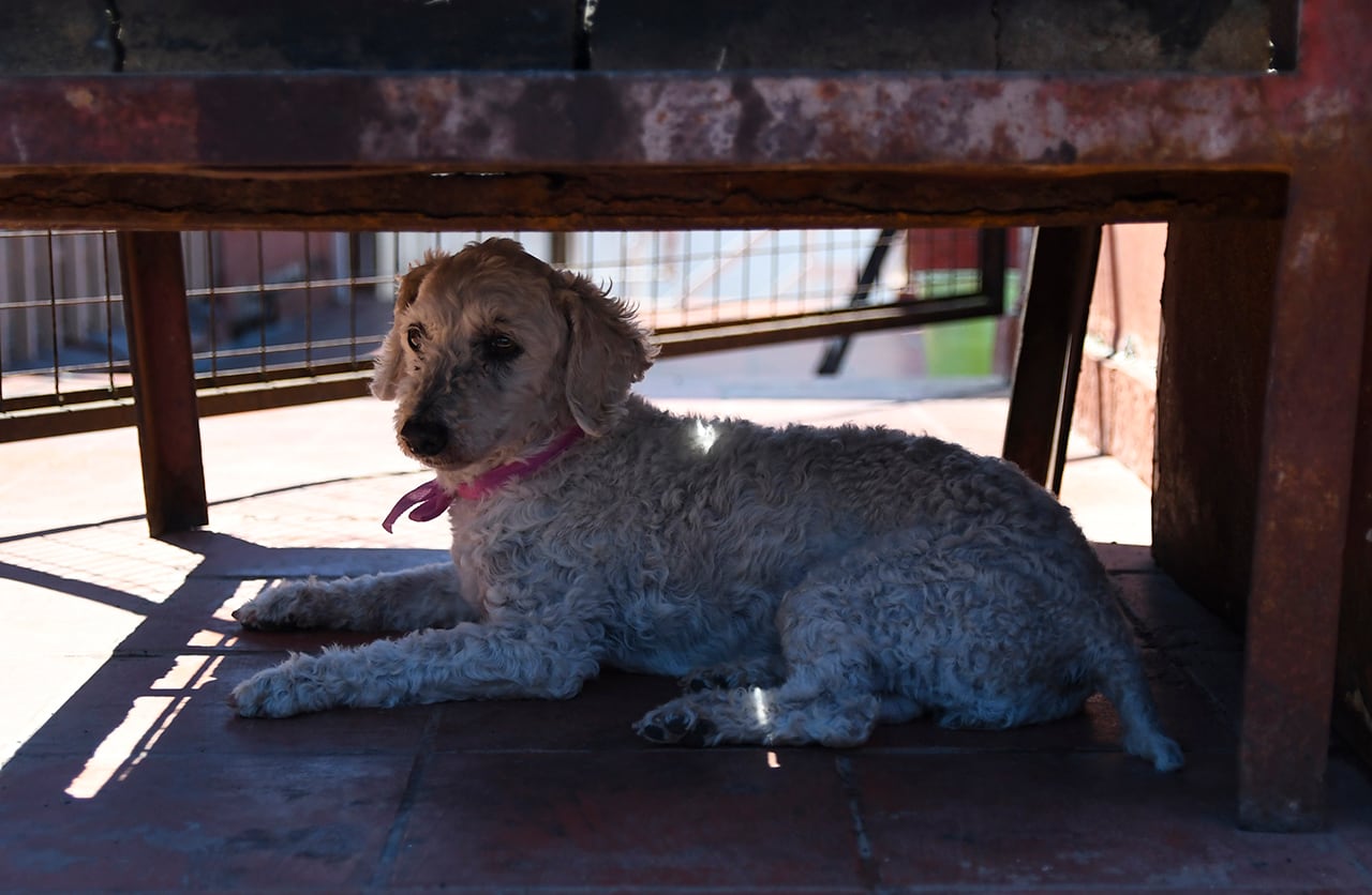 Rosa Del Carmen Martín de la Guardería canina OHM PET. Foto: Los Andes / Ramiro Gómez