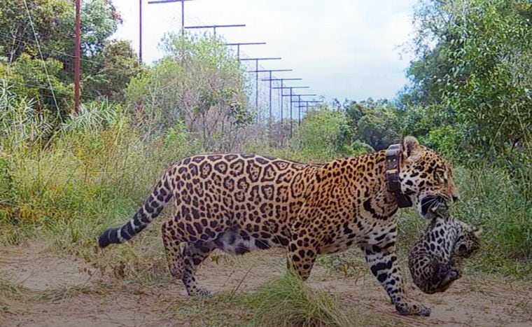 Dos yaguaretés silvestres nacieron en los Esteros del Iberá tras 70 años de extinción en Corrientes. Foto: Web