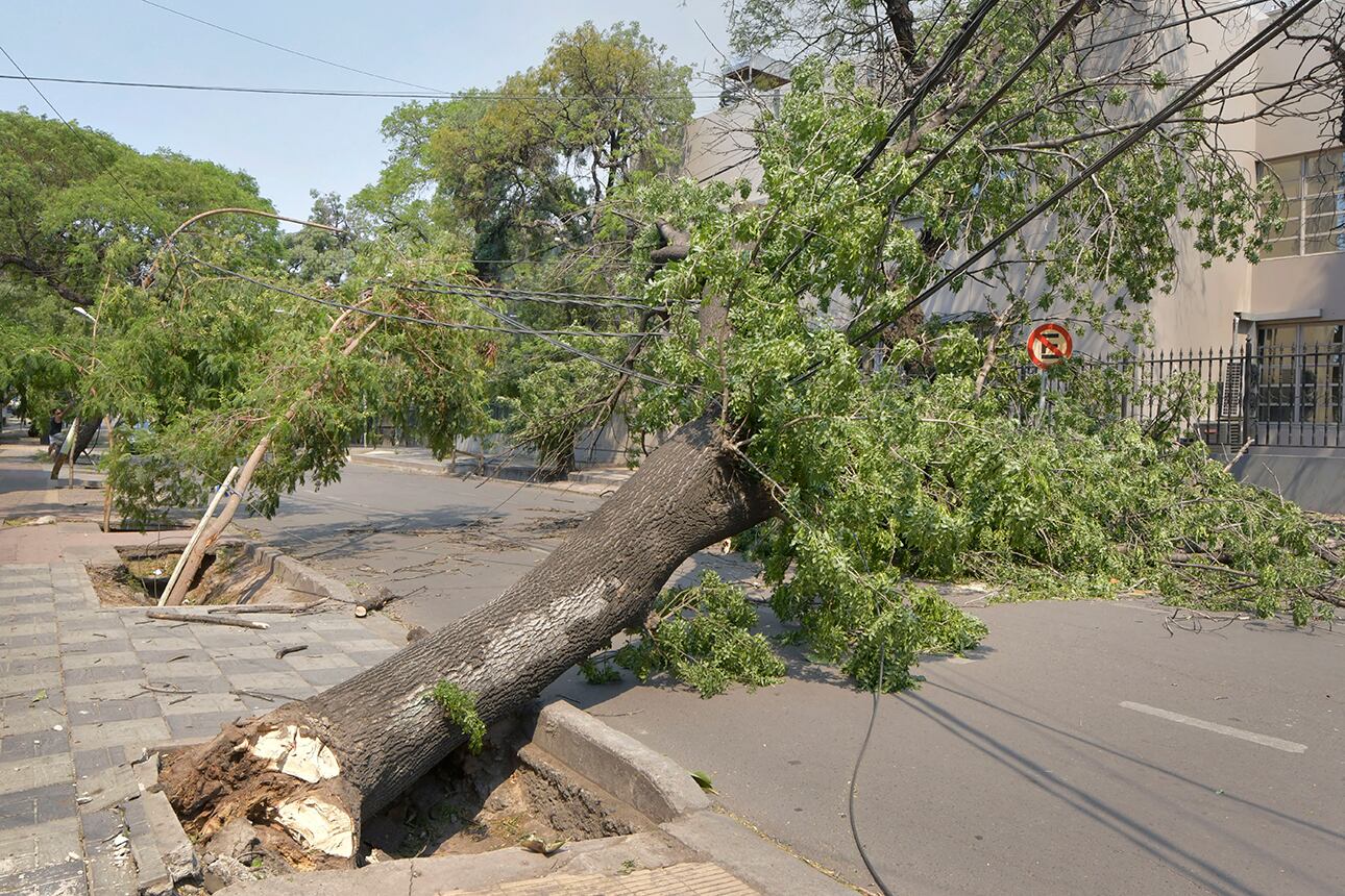 Viento Zonda
Garibaldi y Federico Moreno, uno de los 29 árboles caídos en la ciudad capital.
Foto: Orlando Pelichotti