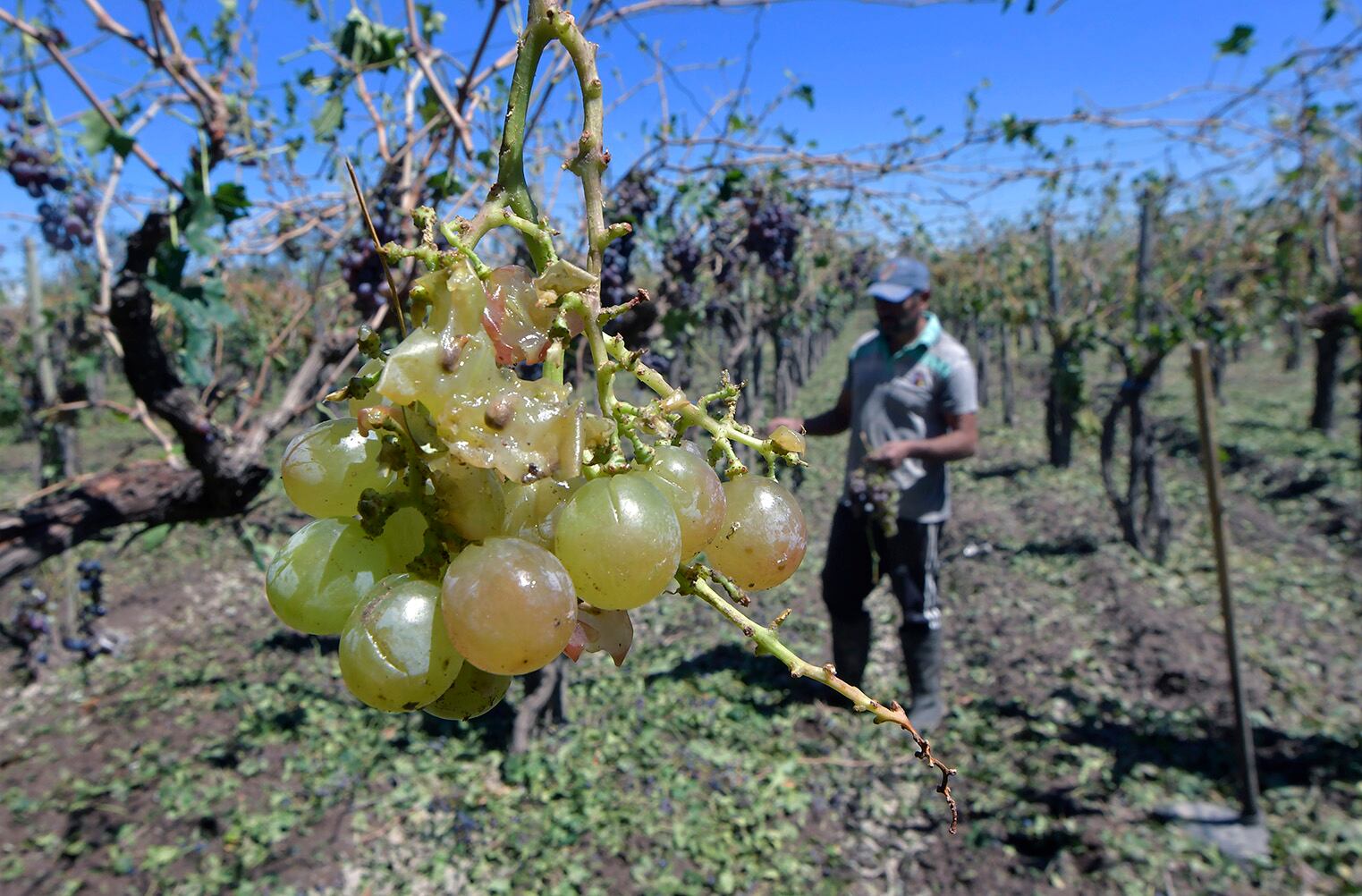 Los pocos racimos que quedaron en las plantas, están dañados por la piedra de gran tamaño. Foto: Orlando Pelichotti / Los Andes