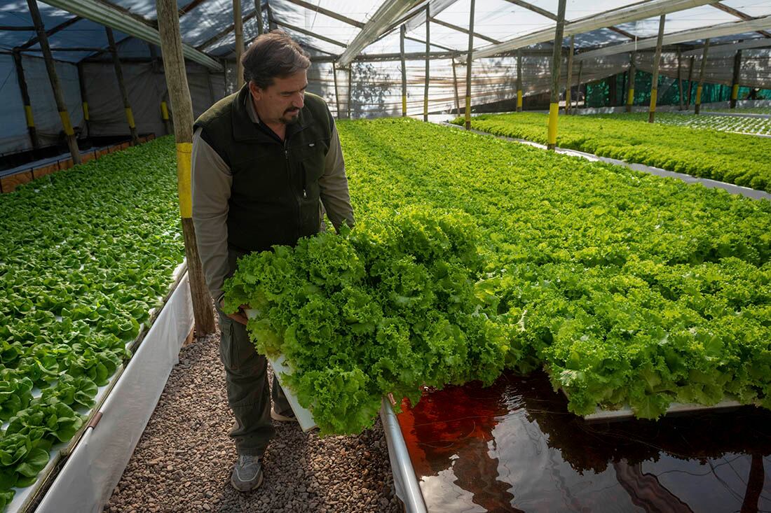 Mendoza 05 de mayo de 2021 

Alejandro Davis, propietario de Finca el Sauce que se especializa en cultivos hidropónicos
 
Foto: Ignacio Blanco / Los Andes


