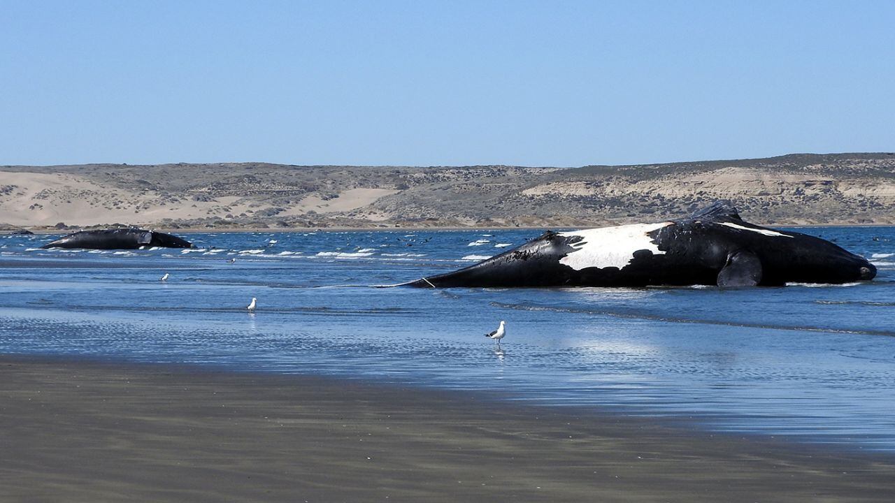 Ya son 30 las ballenas muertas en el Golfo Nuevo. / Foto: Instituto de Conservación de Ballenas