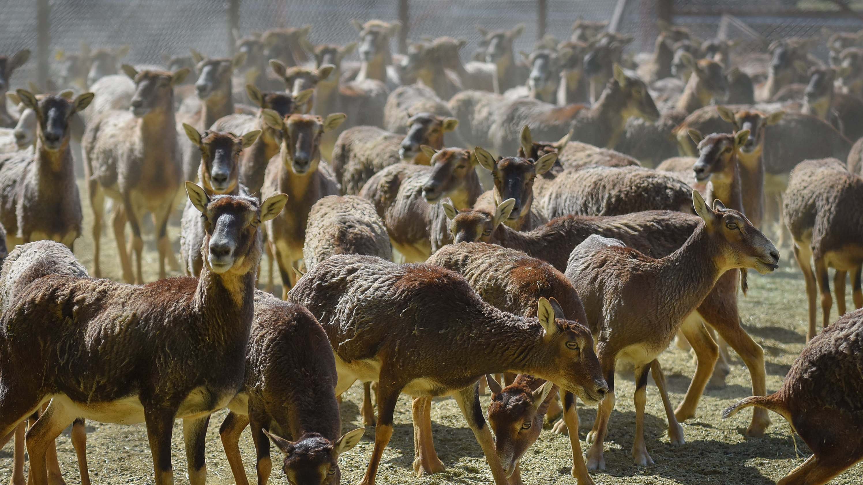 Ecoparque de Mendoza
Mientras se esperan las obras en el actual Ecoparque algunos animales continuan en el ex zoo de Mendoza  Foto: Claudio Gutiérrez 
