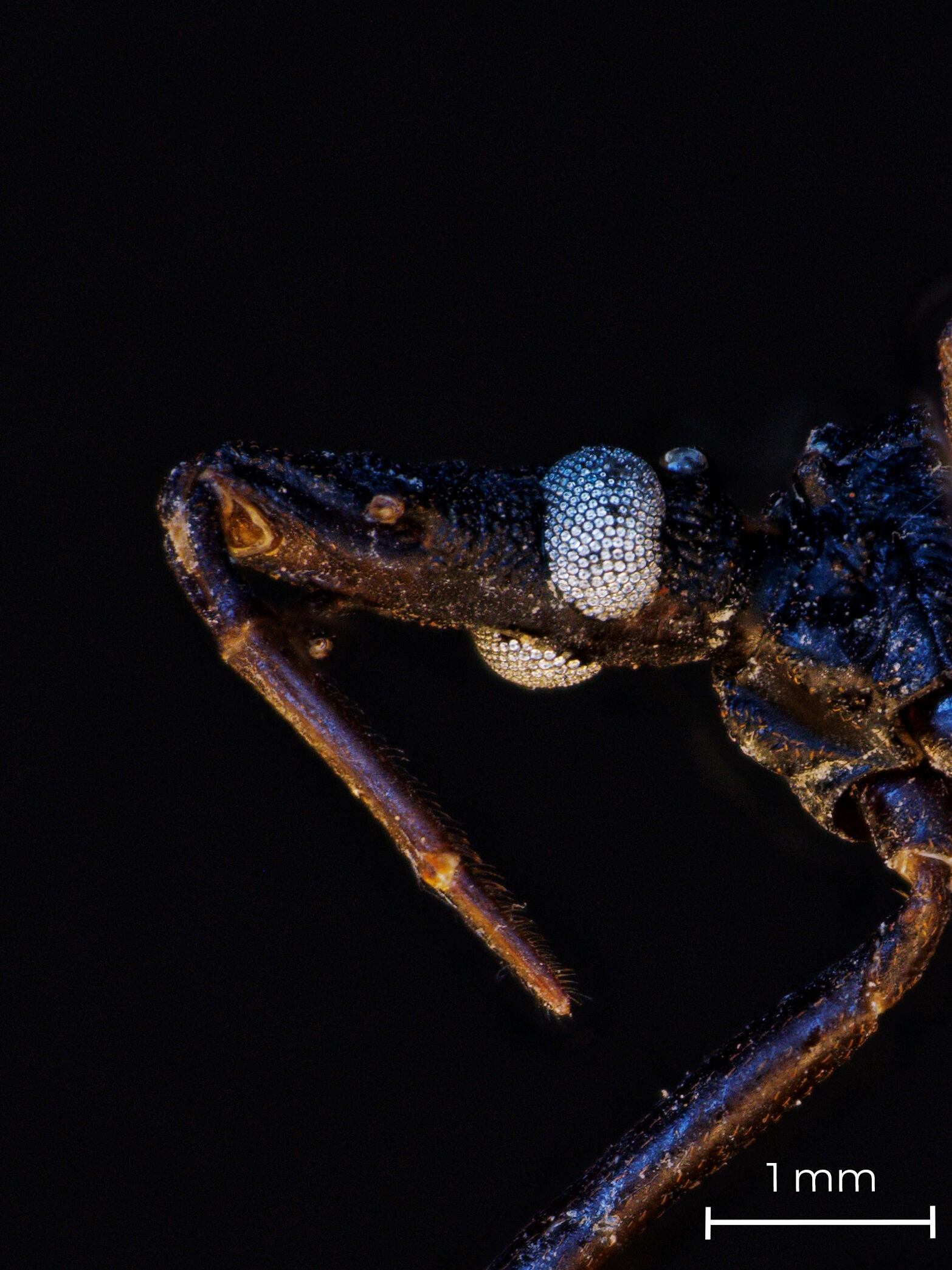 Hace millones de años  se infectaron con un importante parásito y vuando lograron tener contacto con la sangre del ser humano, lo infectaron dando lugar a la Enfermedad de Chagas, una realidad que aún persiste. Foto: Quentin Vandemoortele