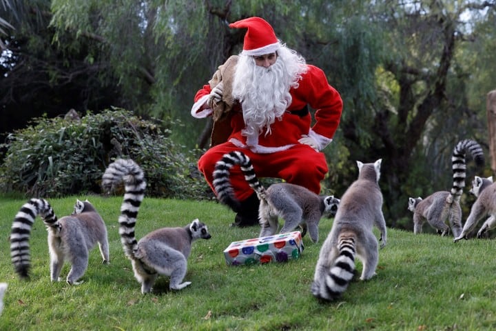 Papá Noel realiza su tradicional visita a Bioparc para entregar los regalos de Navidad a los animales, en esta ocasión lémures, elefantes, suricatas y chimpancés, en Valencia. Foto: EFE