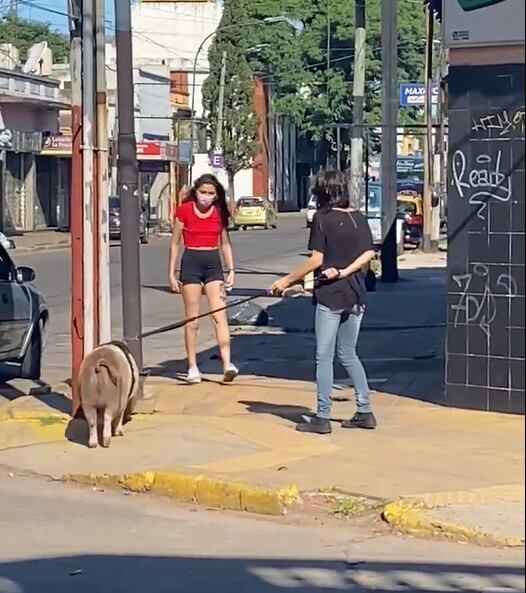 Lanús: Sacó a pasear su chancho por la calle como si fuera una mascota. Foto: Twitter @AgosBGimenez