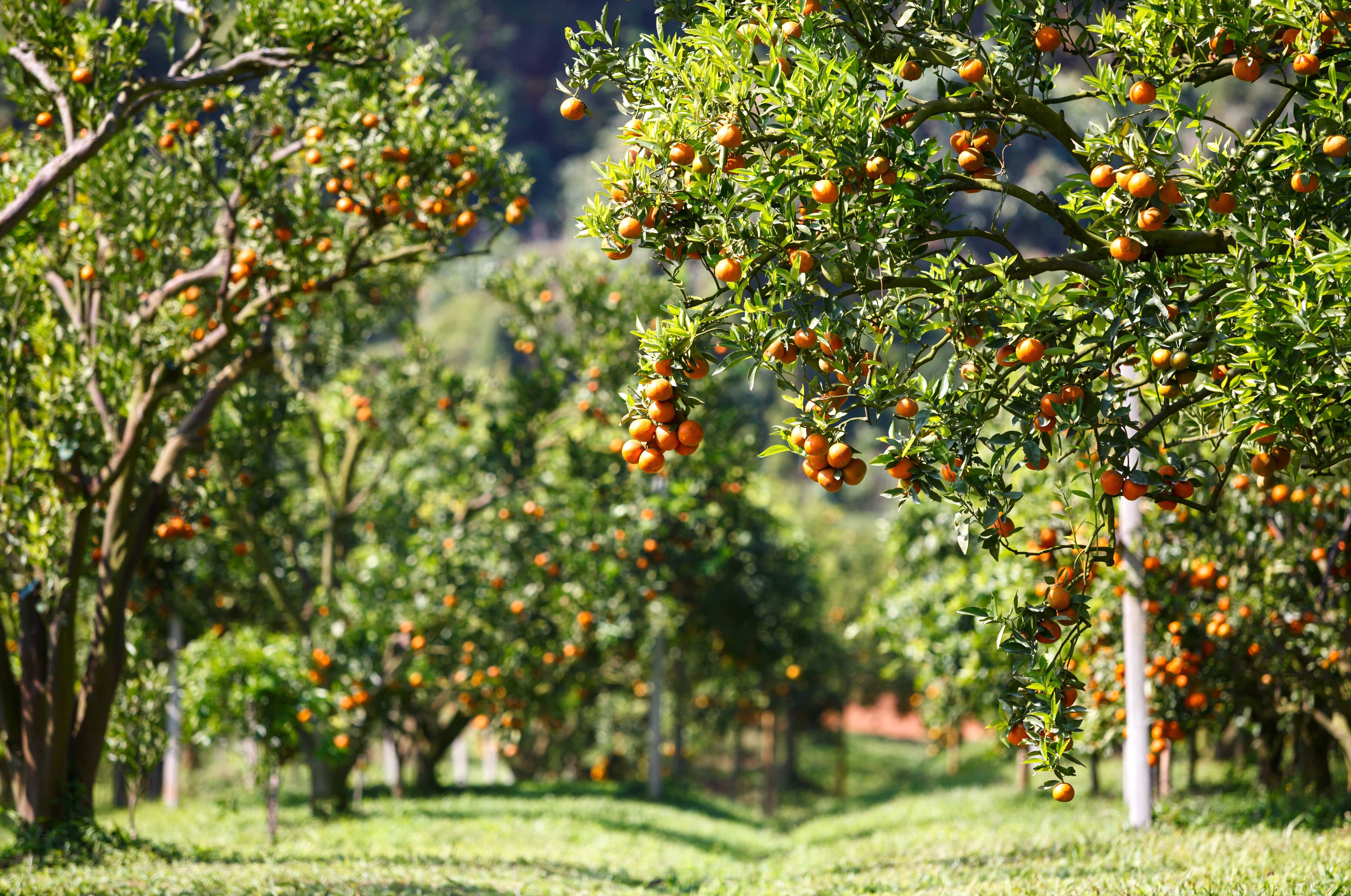 Las manchas amarronadas en las flores de los naranjos pueden están indicándonos la presencia de "mosca de la fruta", que pone sus huevos en la epidermis hojas y flores.