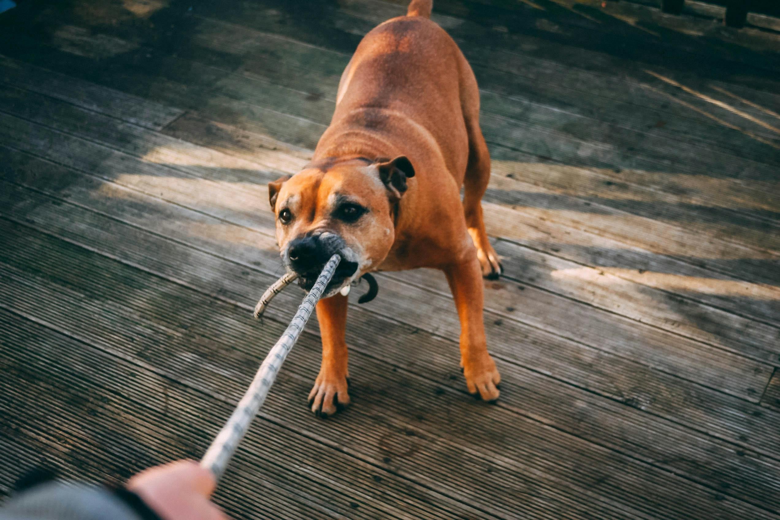 Los perros más peligrosos para estar con niños