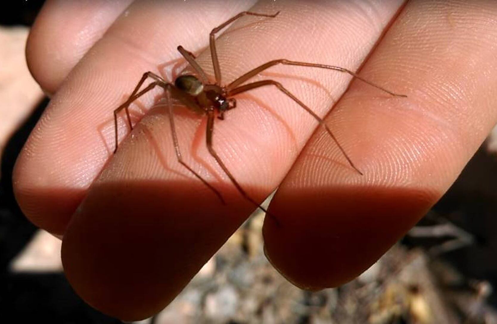 Araña del rincón: cómo identificarla y recomendaciones (Imagen ilustrativa / Web)