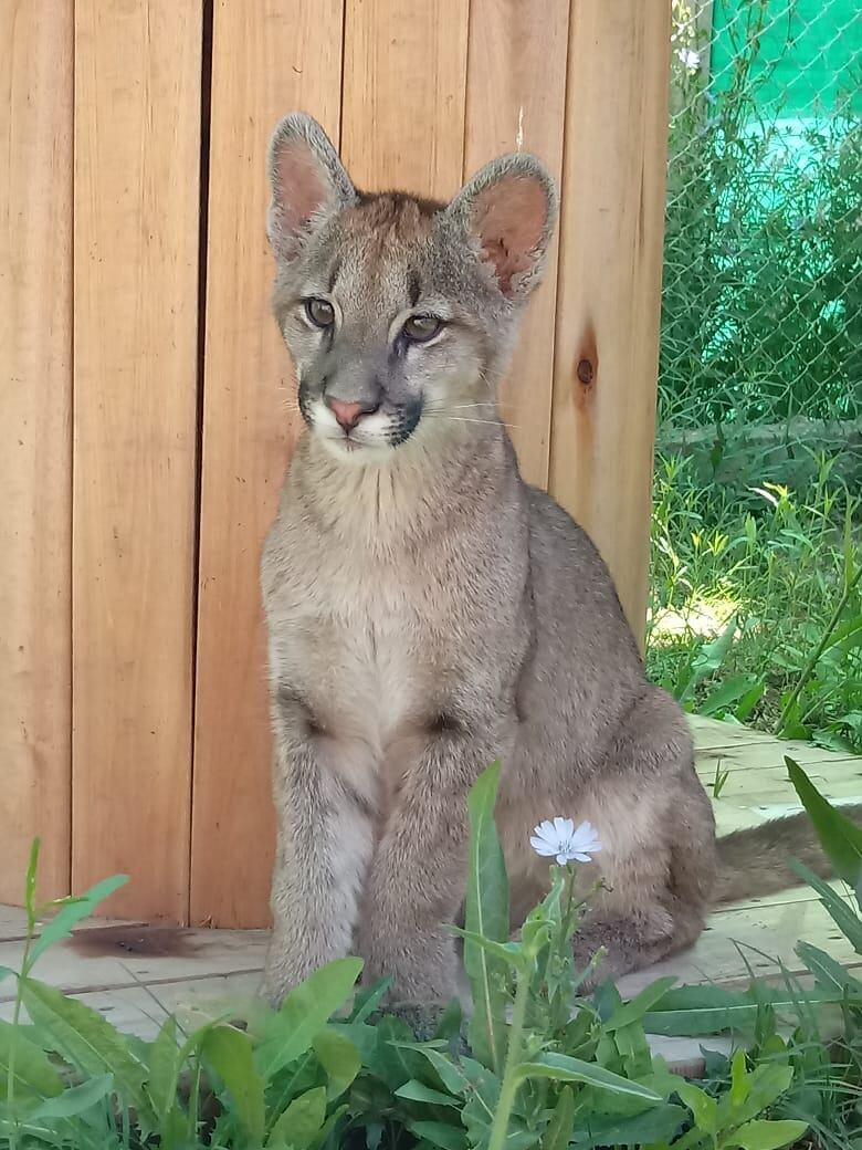 Thelma, la puma que quedó huérfana de cachorra y jamás volverá a ser libre. Foto: Gentileza "S.O.S. acción Salvaje"