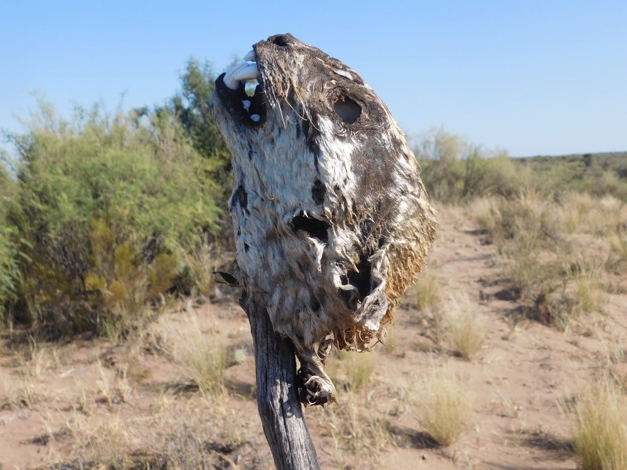 Como en la Patagonia, en Mendoza también preocupa la creciente caza de pumas. Foto: SOS Acción Salvaje.