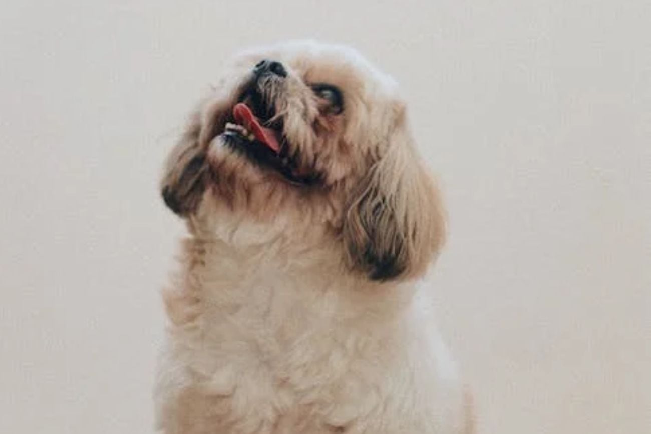 Raza Shih Tzu