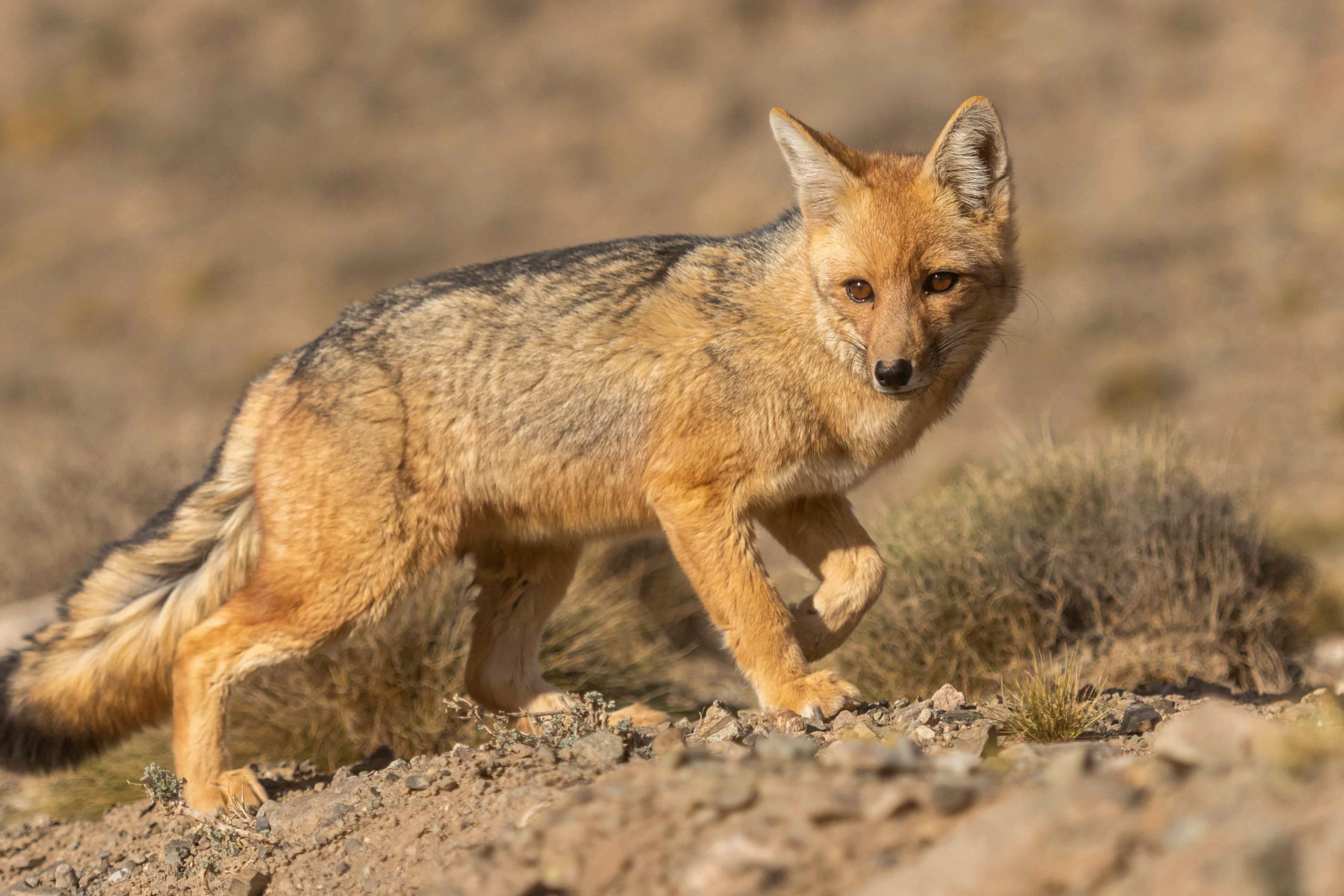 Mendoza 10 de junio de 2020 Sociedad, Reserva Natural Villavicencio
El cuerpo de Guardaparques de la Reserva Natural Villavicencio realiza un atrabajo de conservacion y prevencion de la caceria ilegal. Gracias a este trabajo se comenzo a recuperar la poblacion de las destintas especies que habitan la montana mendocina.    
Zorro Colorado
 
Foto: Ignacio Blanco / Los Andes
Zorro