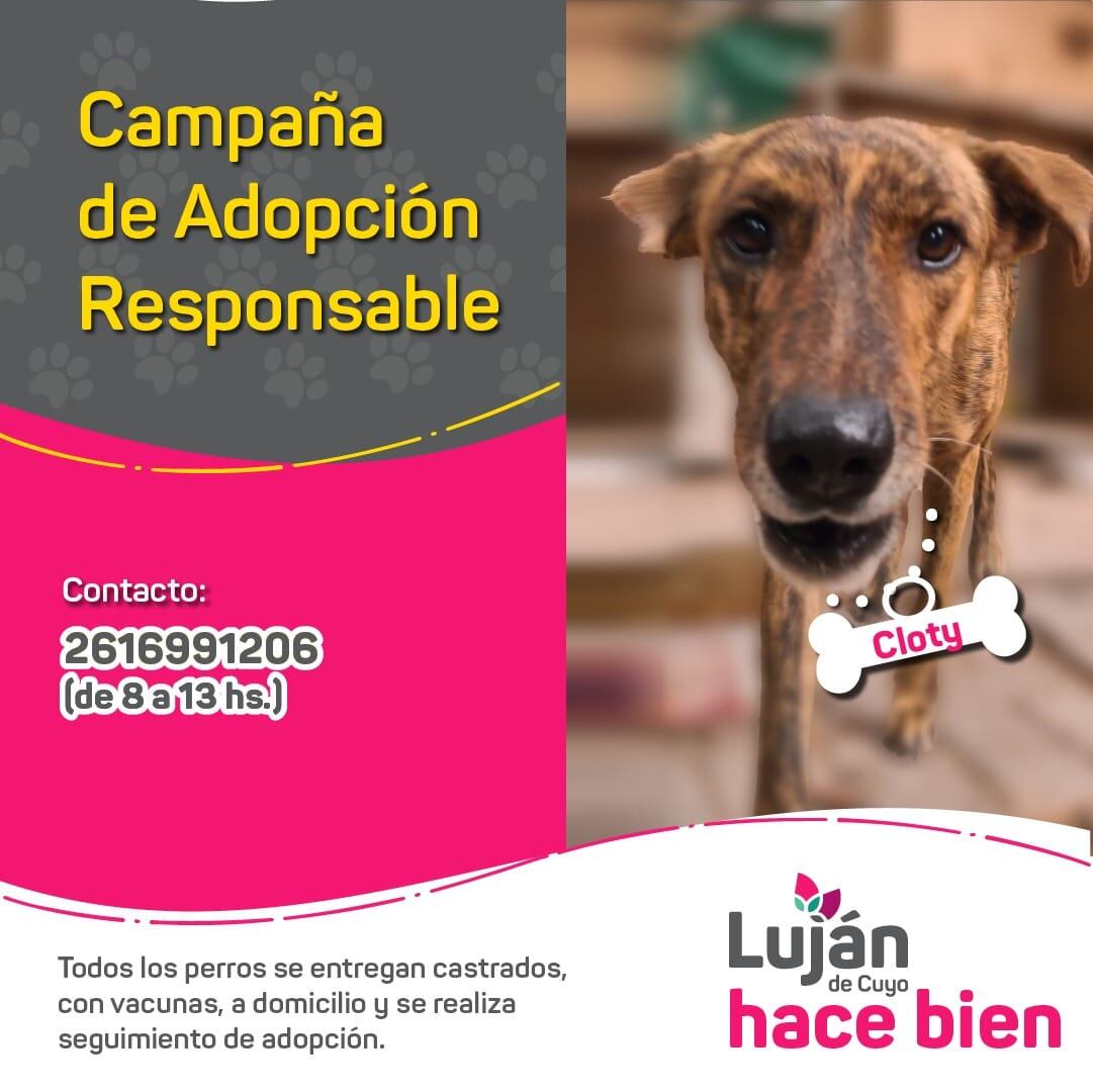 La original campaña en redes con que Luján busca dar en adopción a 17 perritos rescatados de situaciones traumáticas. Foto: facebook Municipalidad Luján de Cuyo