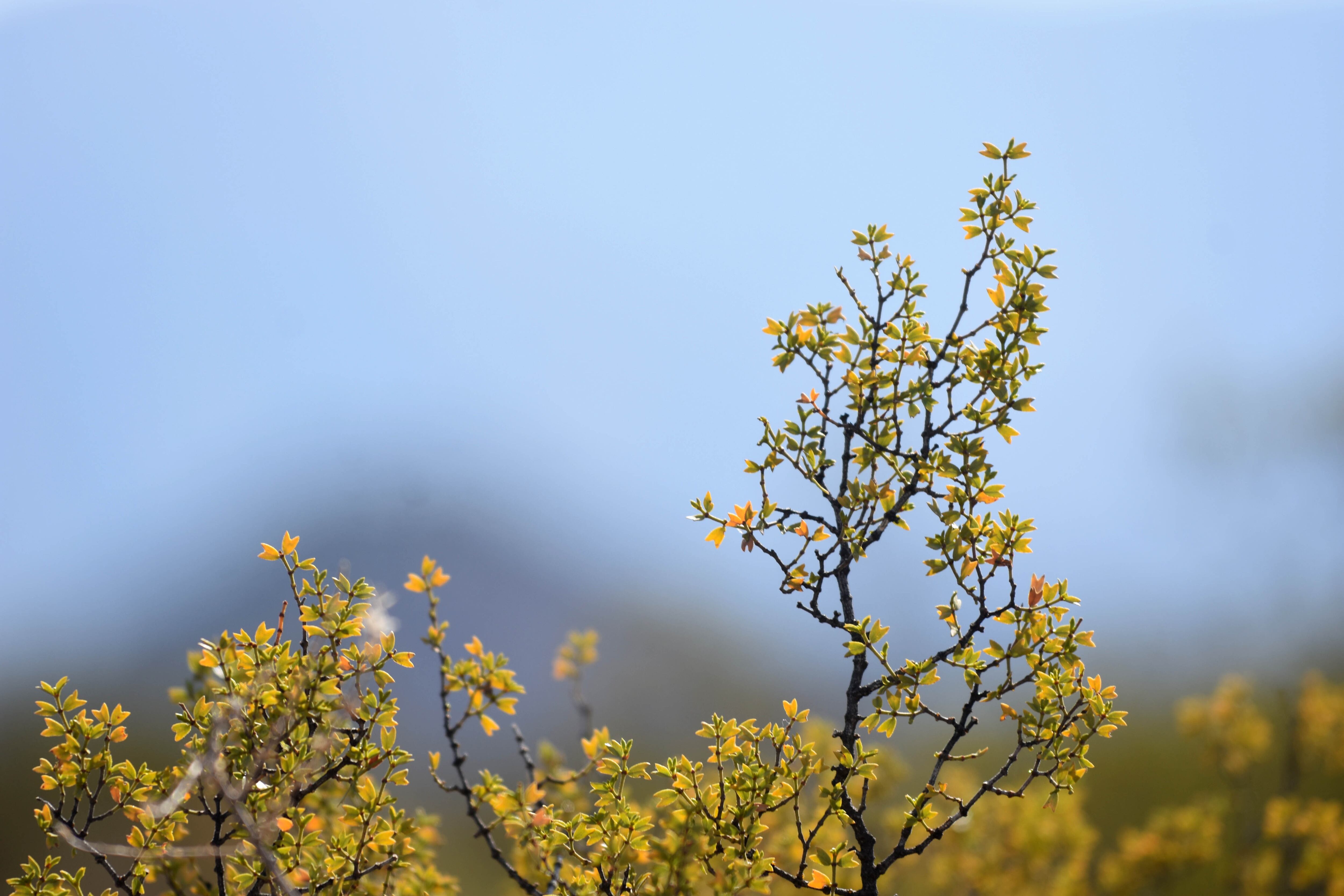 Ejemplares de jarilla en la Reserva Divisadero Largo.  Se está elaborando un shampoo con escencia de esta planta a la que se le atribuyen propiedades para combatir la calvicie.
El guardaparque Rubén Masarelli muestra algunos de las variedades de Larrea cuneifolia.