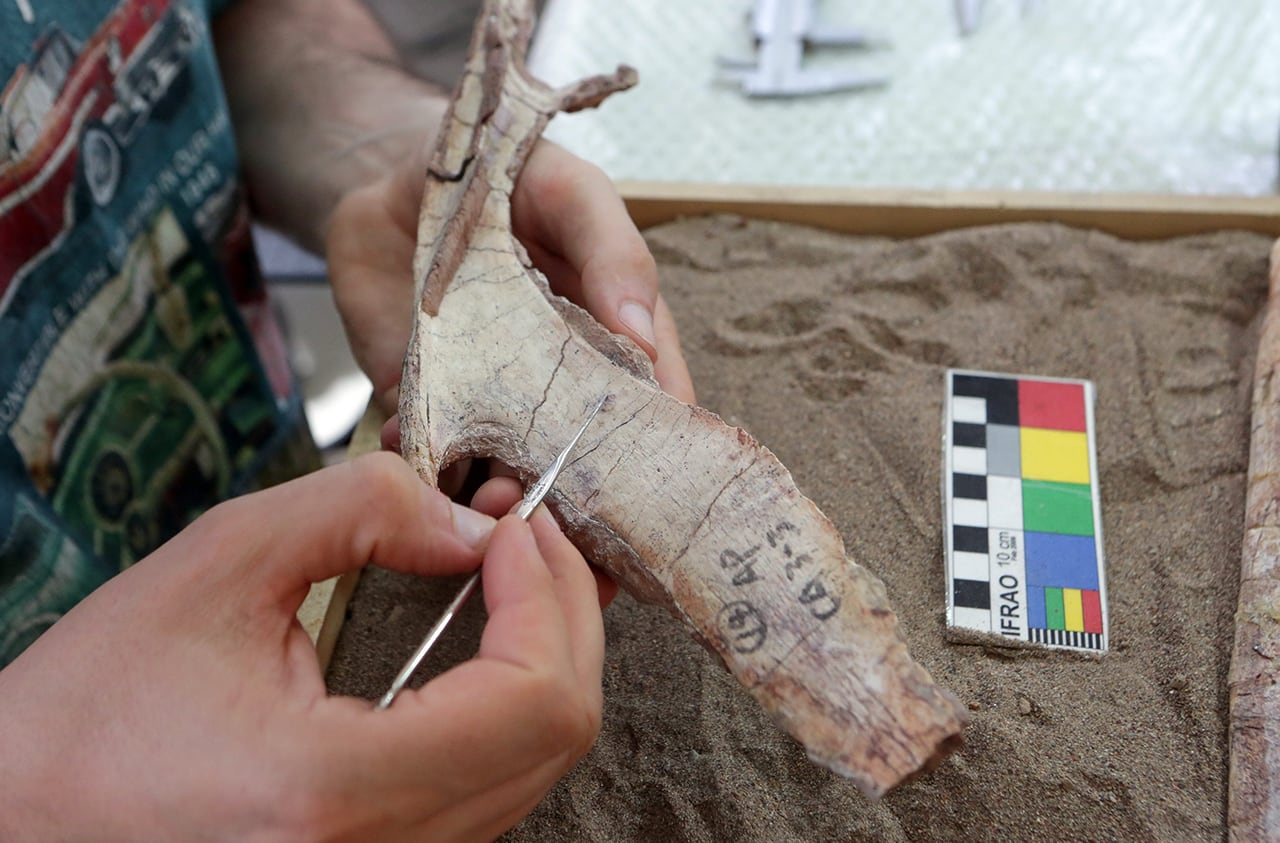 Restauración de huesos fósiles de un ejemplar de Aerosteon riocoloradensis en el museo Cornelio Moyano. Es el único dinosaurio carnívoro hallado en la provincia. Foto: Los Andes