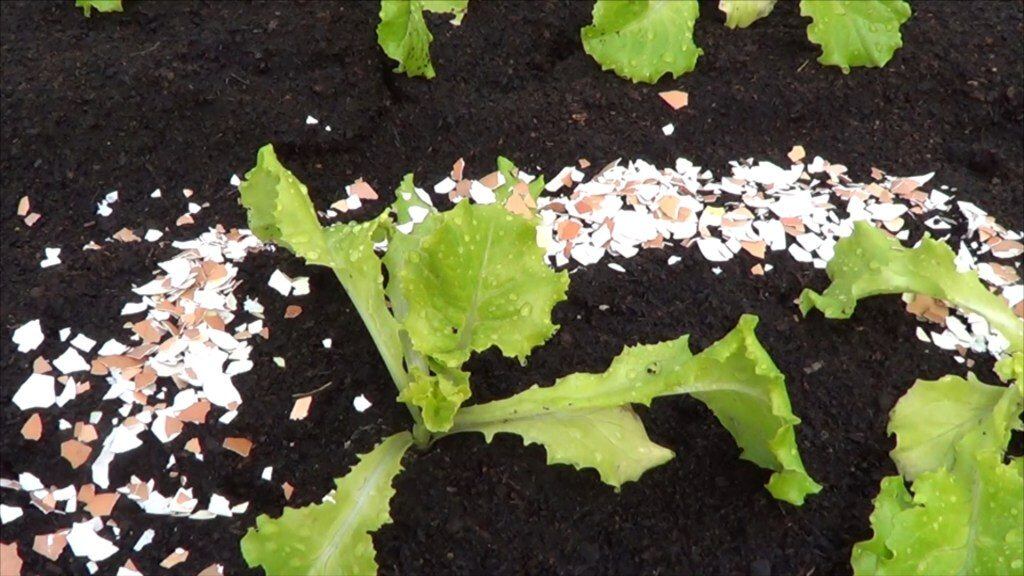 Esto ocurre si usas la cáscara del huevo en tus plantas.