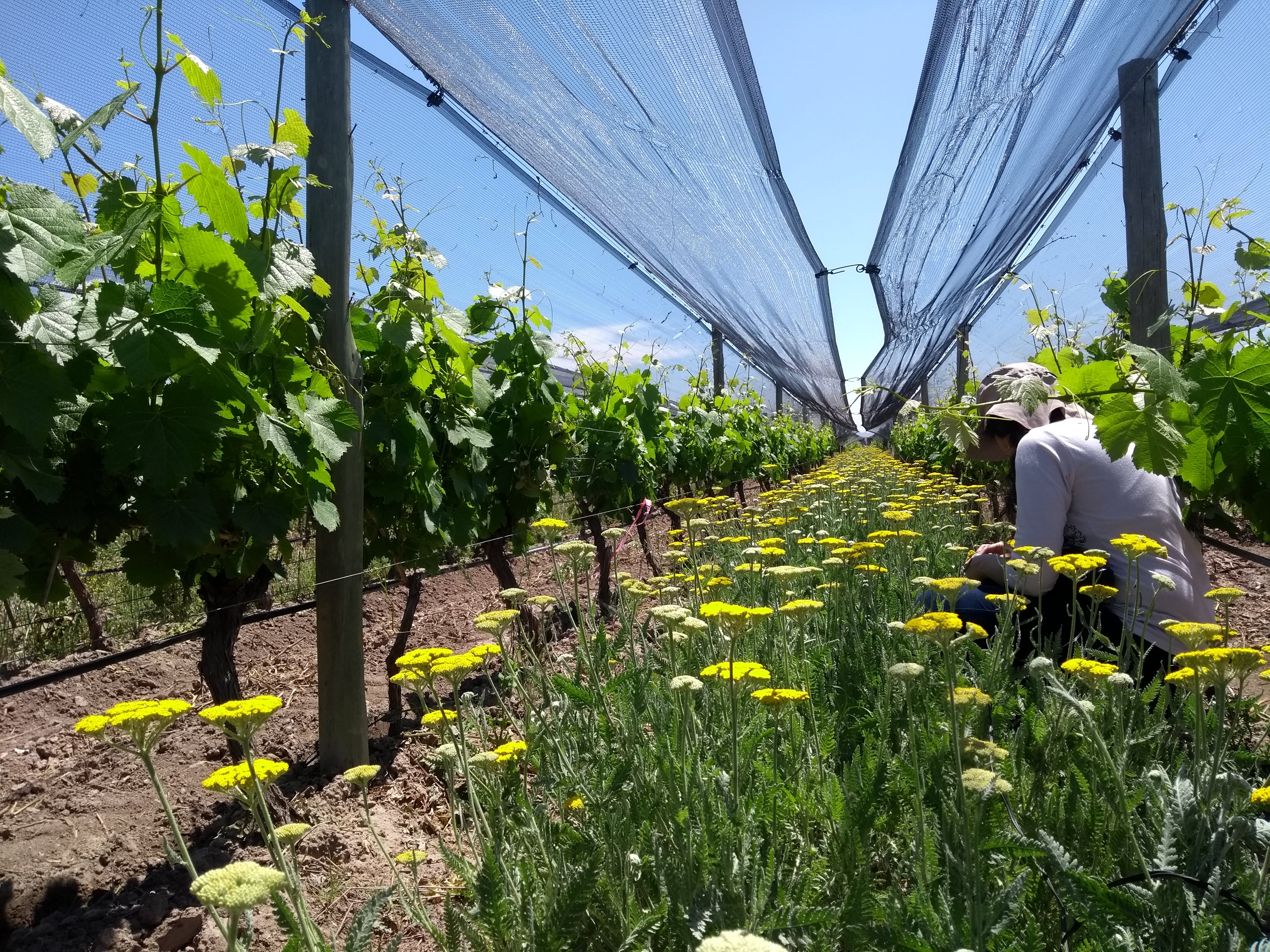 La vegetación en los interfilares favorece la presencia de insectos benéficos / Gentileza INTA