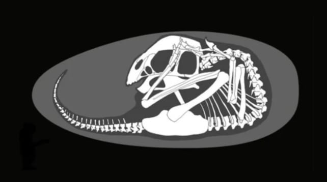 Científicos encontraron un embrión de dinosaurio en perfecto estado de conservación.