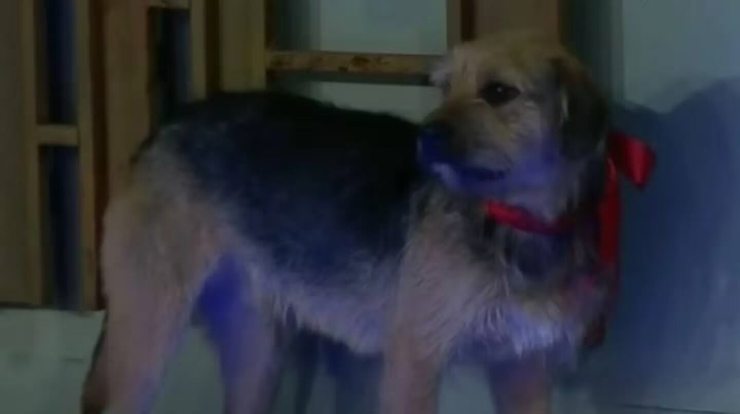 Así está hoy Bigote, el perro de la edición chilena de GH