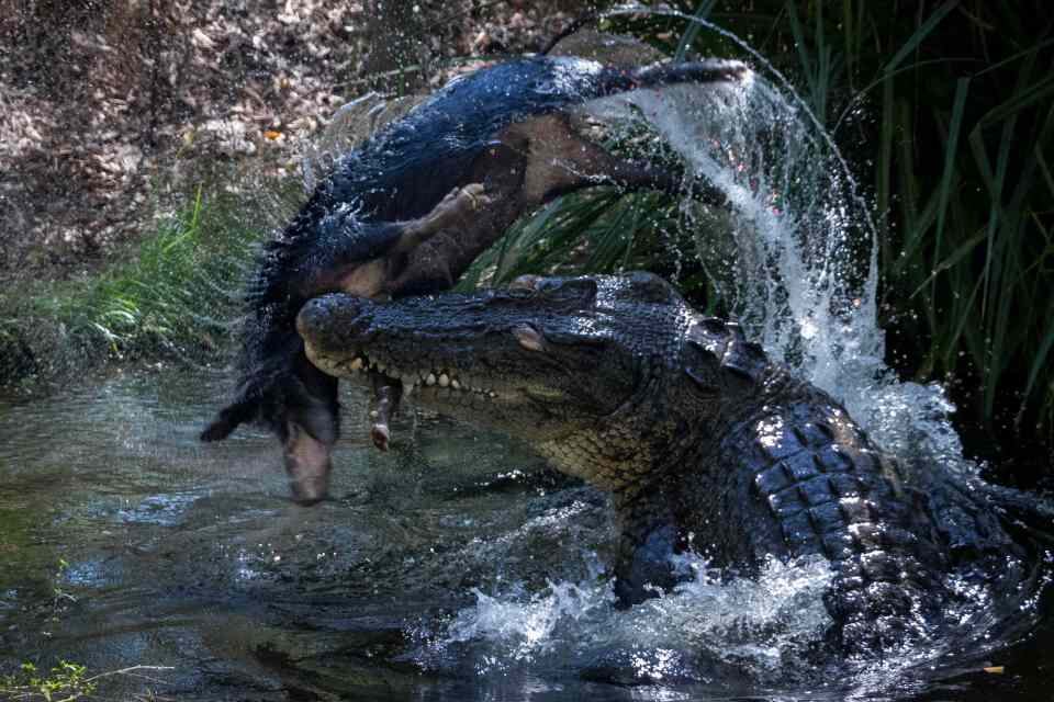 Un cerdo es devorado por un hambriento cocodrilo en el patio trasero de una casa en Australia. Fotos: mediadrumimages / AdamBritton / @ adambrittoncroc