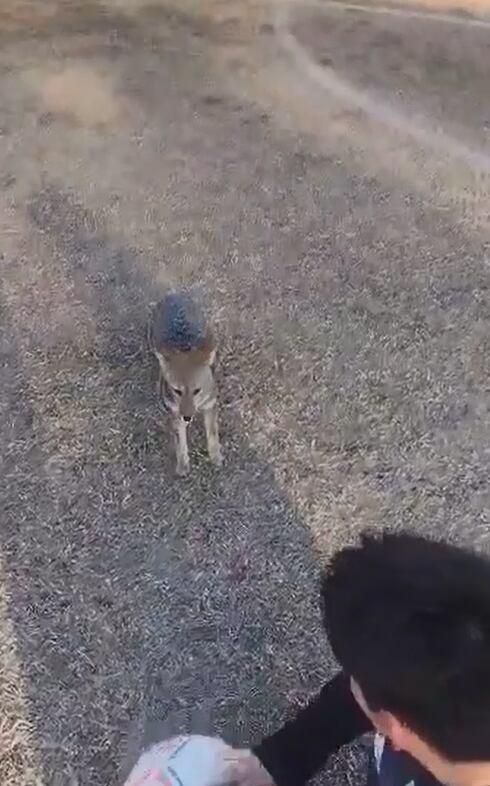 Un zorrito de San Rafael se anima a jugar al fútbol y demustra su talento con la redonda. Foto: Captura Video Jorge Contreras.