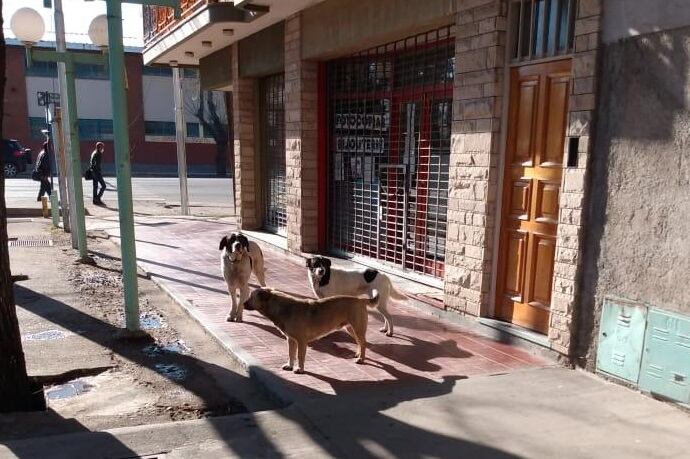 Bianca y los perros de Nerina