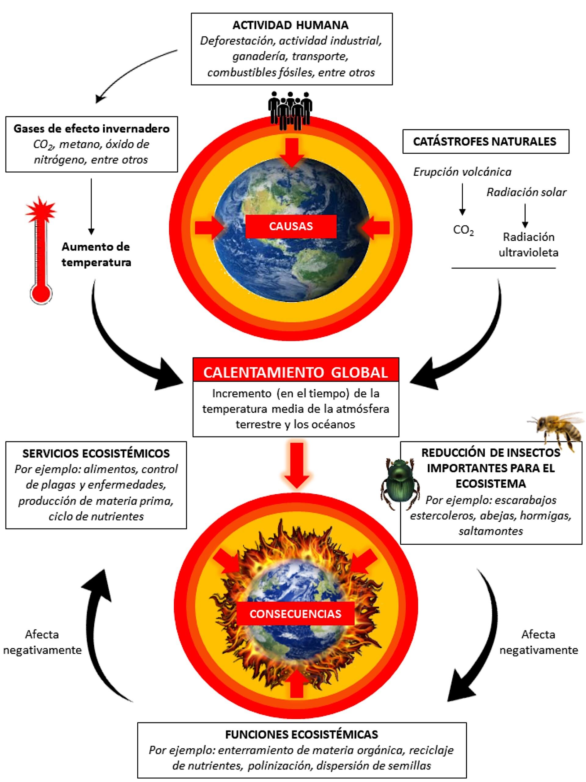 Efecto cascada del calentamiento global, comenzando por las causas que lo provocan y culminando con las consecuencias. Se destaca la importancia de los insectos que se ven gravemente afectados por los cambios en la temperatura y como su extinción lleva a grandes consecuencias sobre los servicios ecosistémicos, que son los servicios que las personas y la sociedad obtenemos del ecosistema.