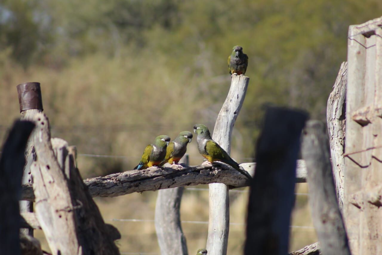 Emotivas fotos: bajó la muerte de aves y otros animales en el campo y gracias a esta simple y útil herramienta. Foto: Gentileza Departamento de Fauna Silvestre Mendoza