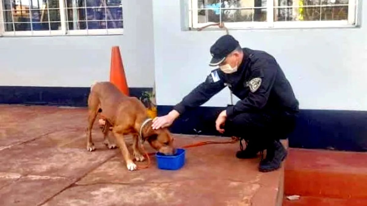 El perrito está fuera de peligro.  (Gentileza)