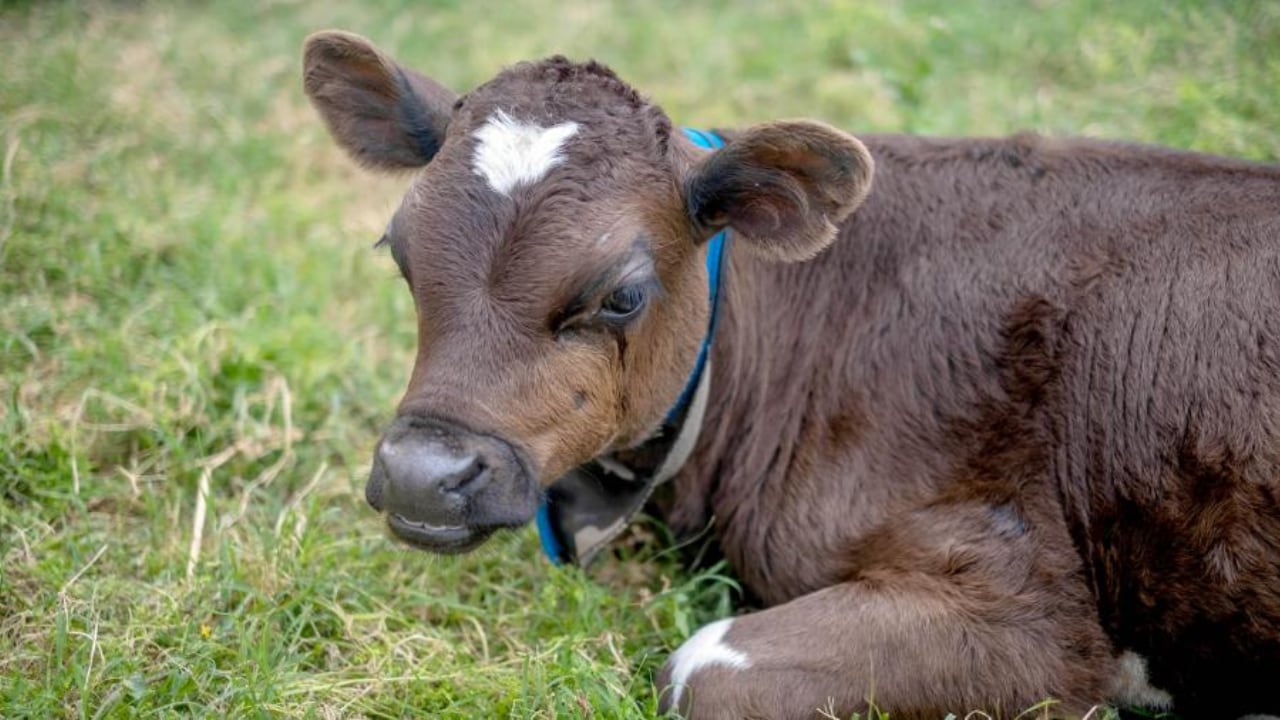 El ternero -Mitch, como lo llamó su salvadora- fue trasladado a un refugio en Capilla del Monte. Allí, convive en un hábitat natural con otros 300 animales. Foto: Télam