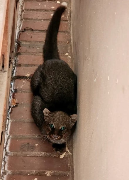 El yaguarundí es una especie de felino que pertenece a la familia Felidae Foto: Carlos Altamirano / gentileza cba24.