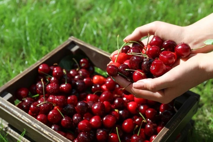 Las exportaciones de cerezas crecieron un 65% en el primer tramo de este año