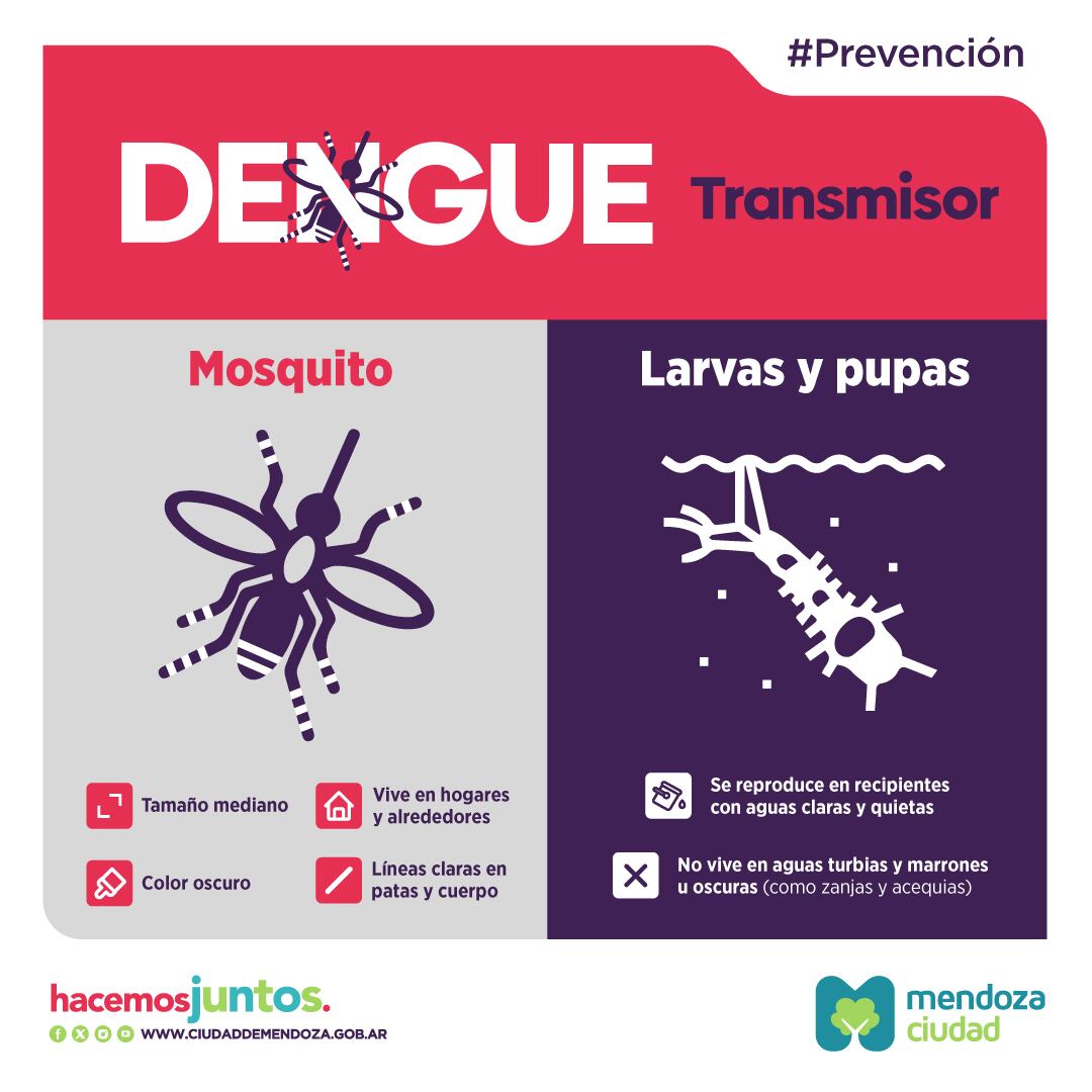 Mosquito Aedes aegypti. / Municipalidad de la Ciudad de Mendoza