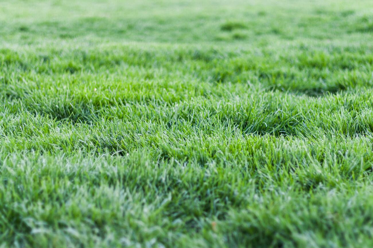 El abono es crucial para que el césped crezca verde y fuerte para la primavera