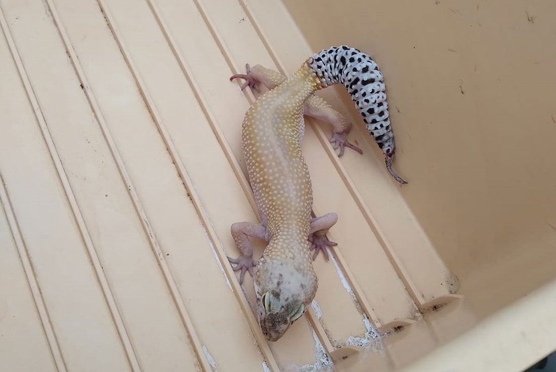 Reptil. Gecko leopardo (Policía).