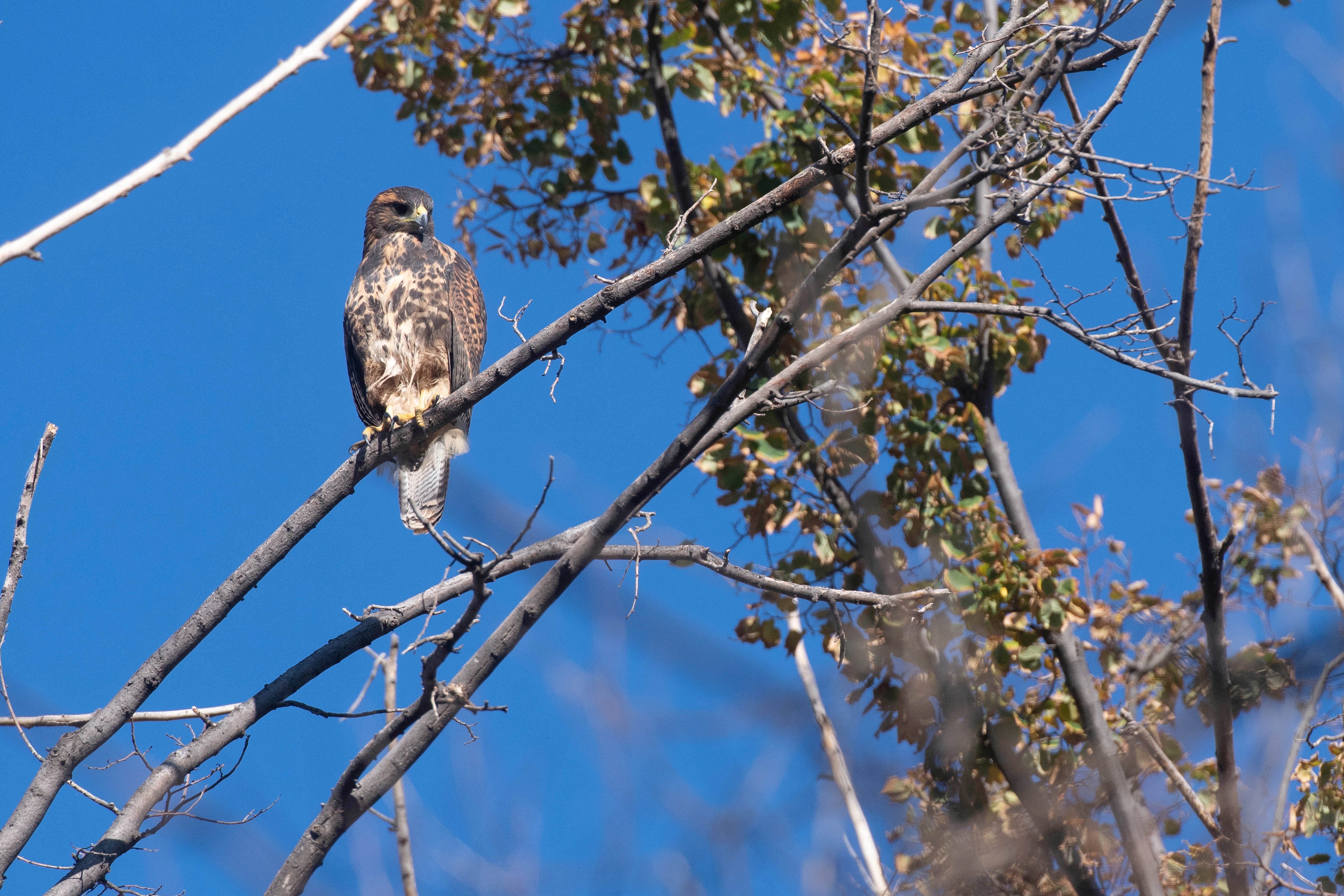 Un halcón peregrino en el parque Cívico de Mendoza
Foto: Ignacio Blanco / Los Andes