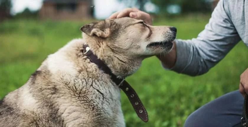 Un perrito murió por alcoholismo en Inglaterra: qué riesgos tiene el alcohol en las mascotas y por qué no hay que darles. Foto: Imagen ilustrativa