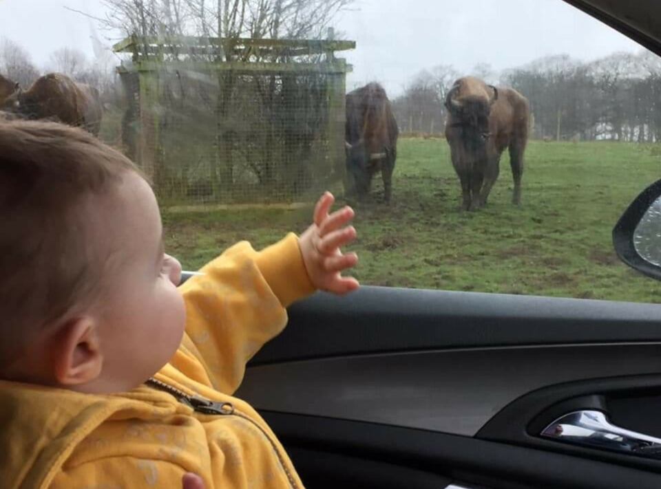 Una familia inglesa se llevó un gran susto cuando un camello se sentó en el capot de su auto. Foto @stephenmoyes