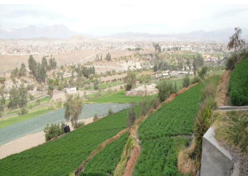 Cultivos en terrazas en Perú. Foto: Gentileza