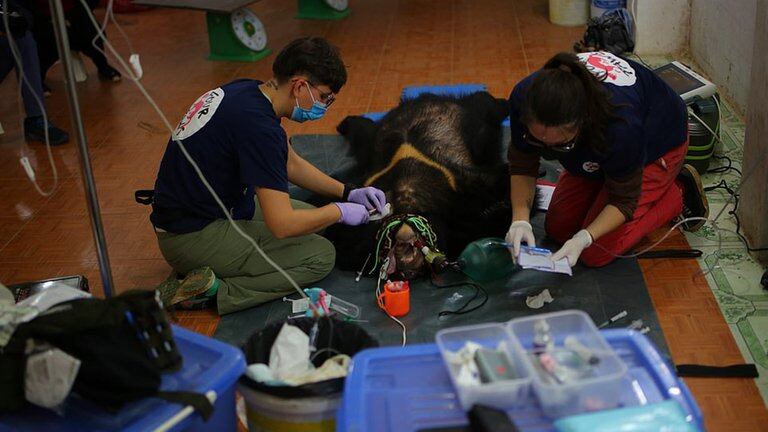 Los osos fueron sedados en el mismo lugar del rescate para ser examinados y trasladados a un santuario.