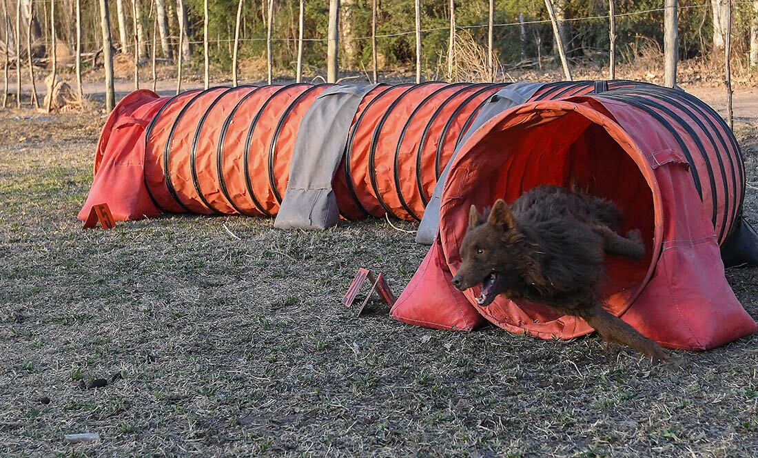 Goten atraviesa el túnel durante el entrenamiento. El agility refuerza los vínculos entre el dueño y el perro.