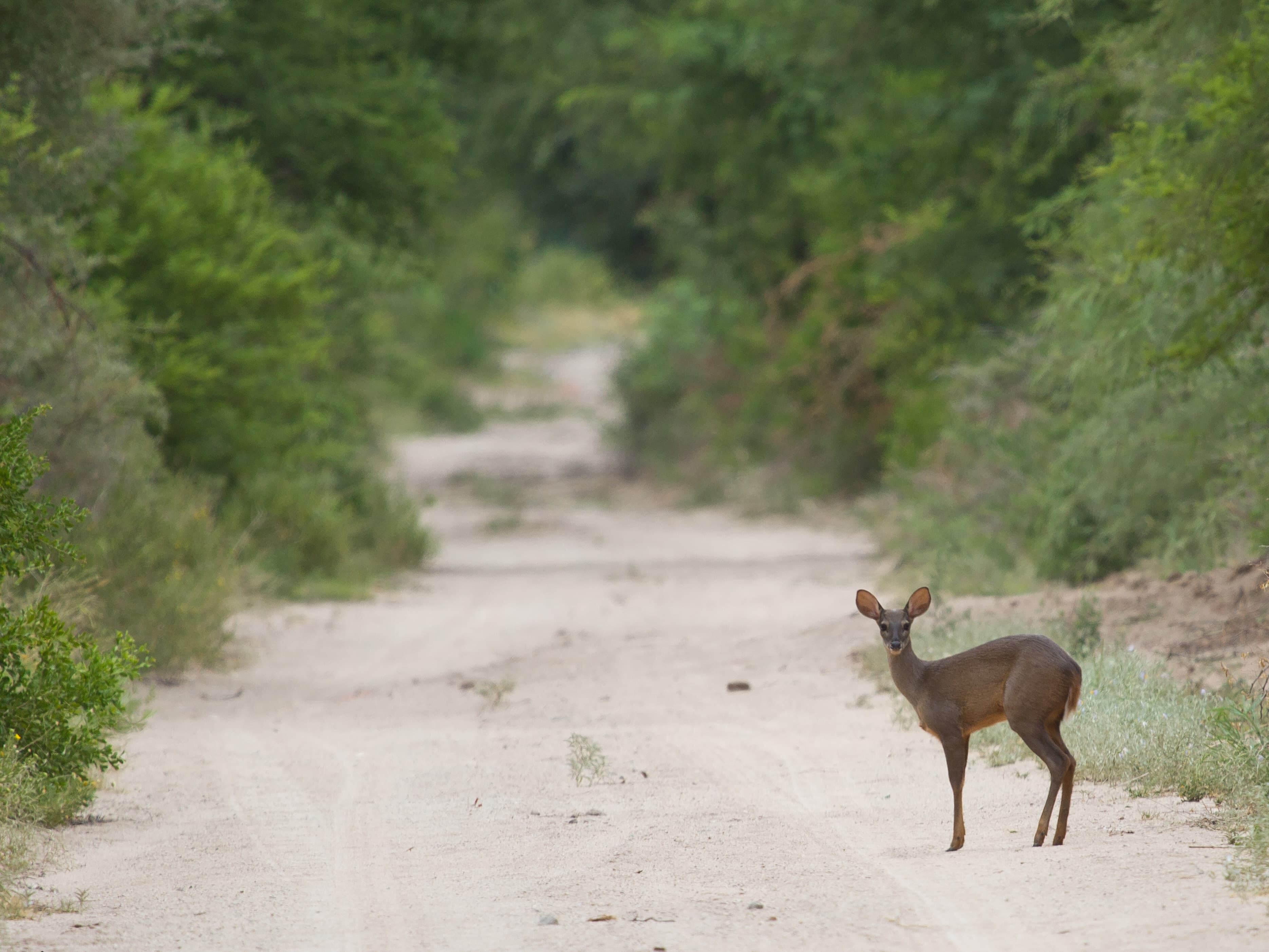 Así es el refugio de aves más importante de Cuyo y donde se pueden ver y fotografiar animales sin costo. Foto: Instagram @reservaprivada_puntadelagua