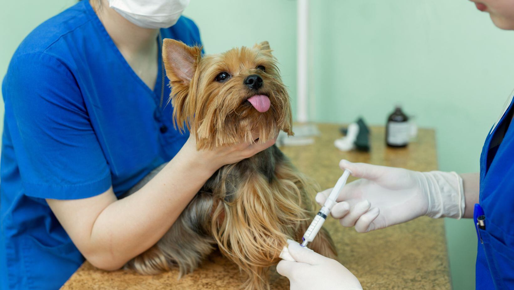 La mascota deberá asistir con un ayuno previo de sólidos y líquidos de 8 hs, asistir con correa, collar y bozal