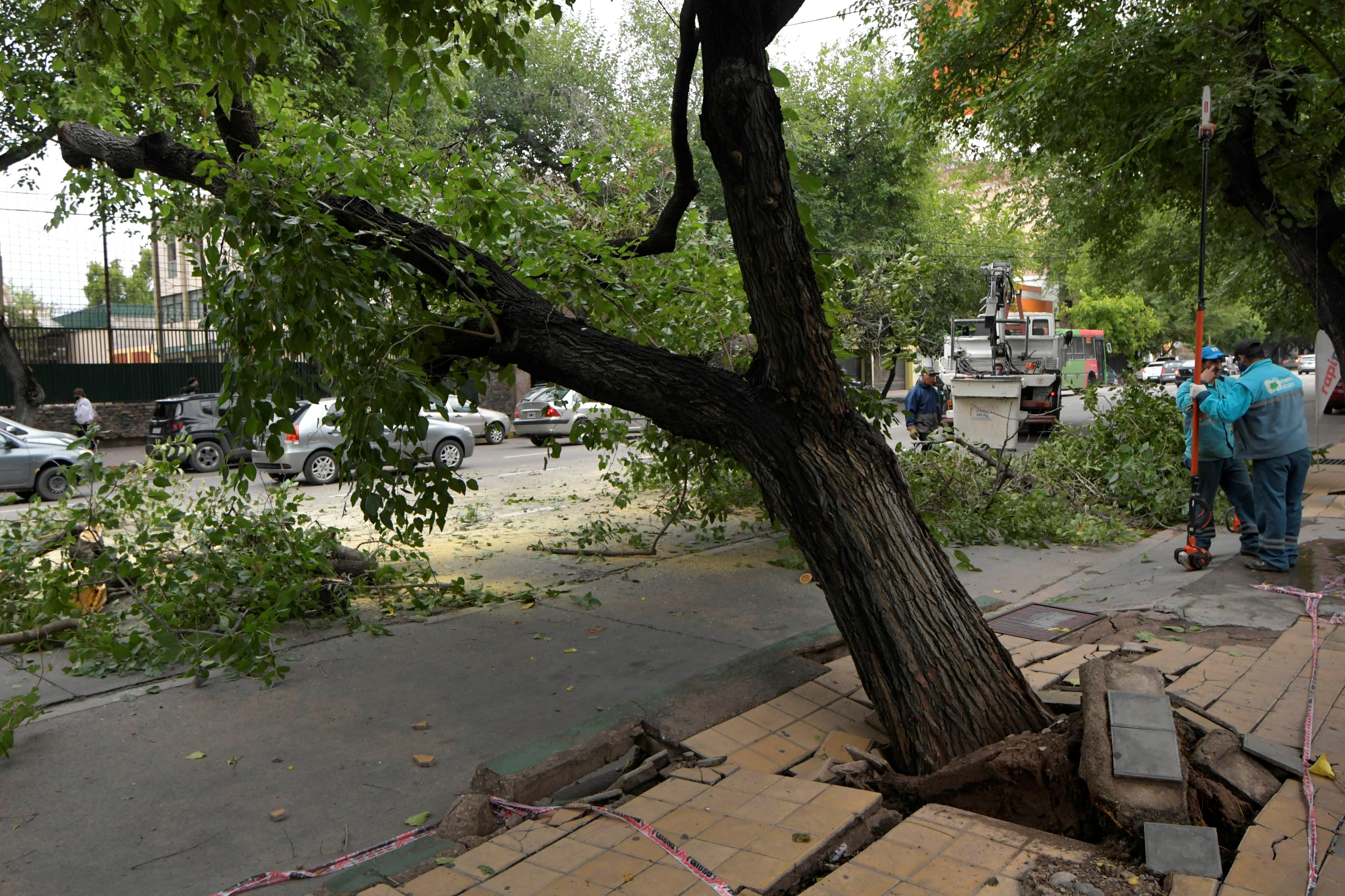 Al menos 16 árboles cayeron tras la tormenta. Municipales de Ciudad trabajaban para remover un forestal. Foto: Orlando Pelichotti / Los Andes